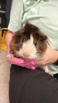 Rescue Guinea Pig Guinea Pigs for Adoption in Largo, Florida - Roo | PetCurious
